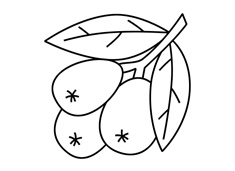 枇杷果簡筆畫圖片