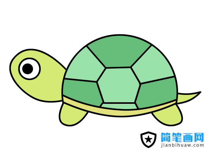 烏龜簡筆畫圖片含上色圖片