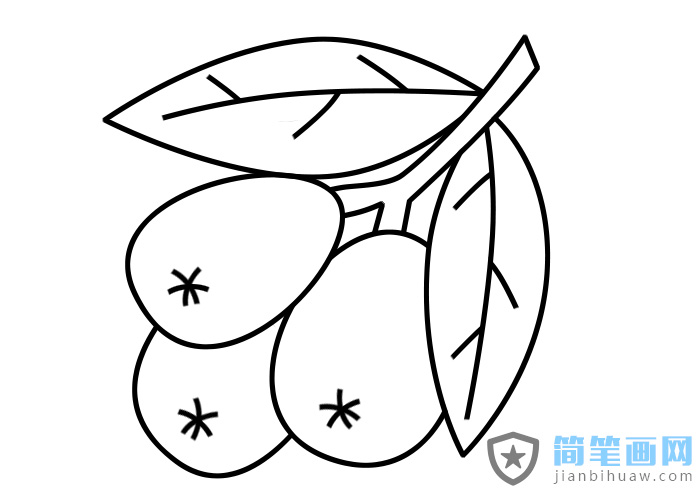 枇杷果簡筆畫圖片
