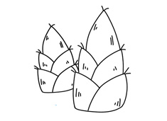 竹筍簡筆畫圖片