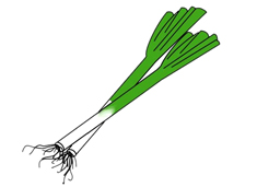 大蔥簡筆畫圖片含上色