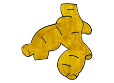 生姜簡筆畫圖片含上色