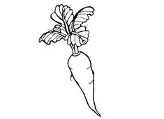 胡蘿卜簡筆畫圖片