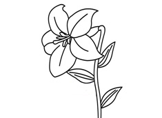 百合花簡筆畫圖片