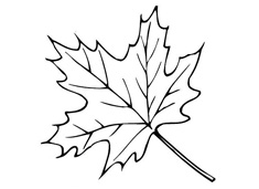 梧桐樹葉簡筆畫圖片