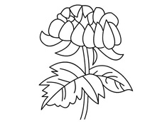 菊花簡筆畫圖片