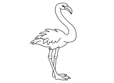 火烈鳥簡筆畫圖片