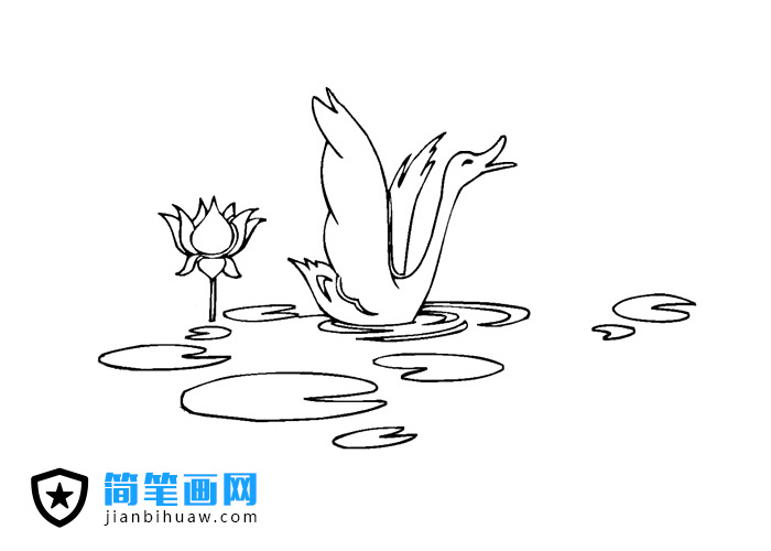 水中的大鵝簡筆畫圖片
