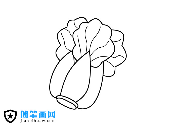 大白菜簡筆畫圖片