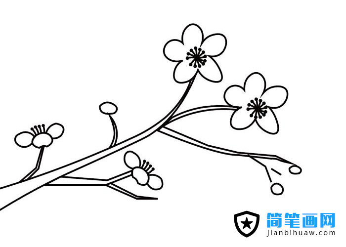 梅花枝葉簡筆畫圖片含上色