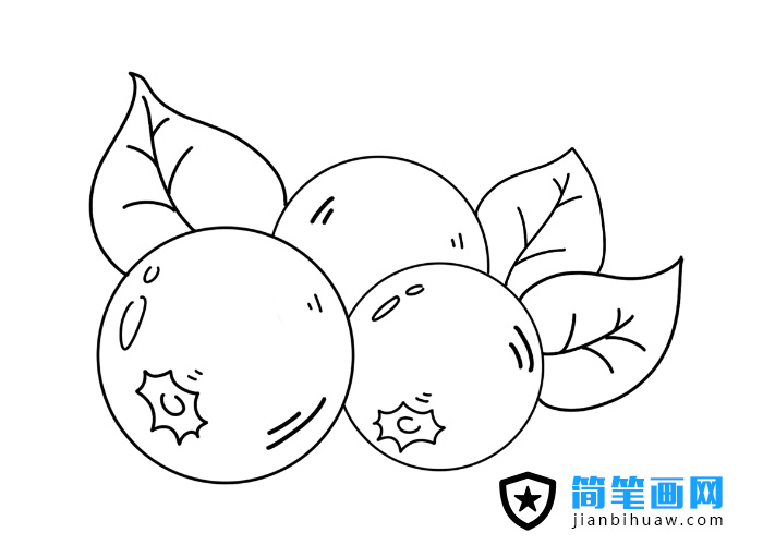 藍莓簡筆畫圖片含上色