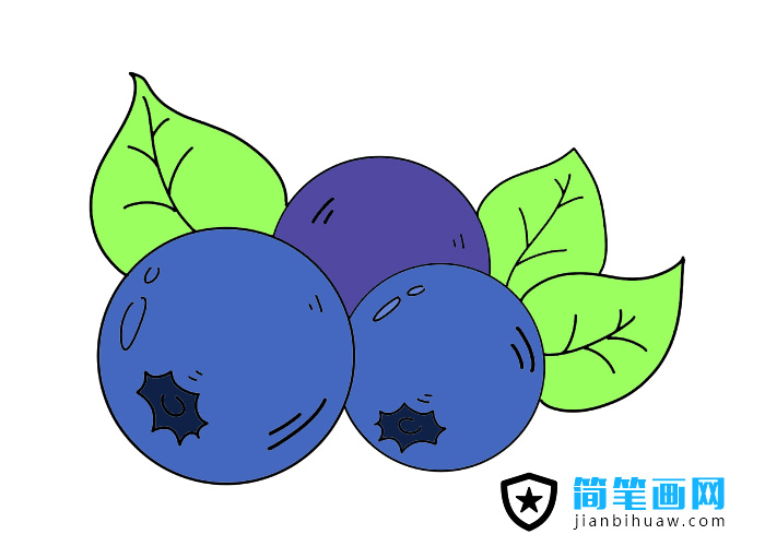 藍莓簡筆畫圖片含上色