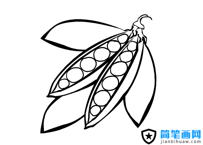豆莢簡筆畫圖片