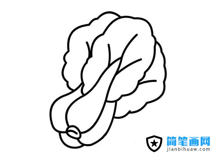 白菜簡筆畫圖片