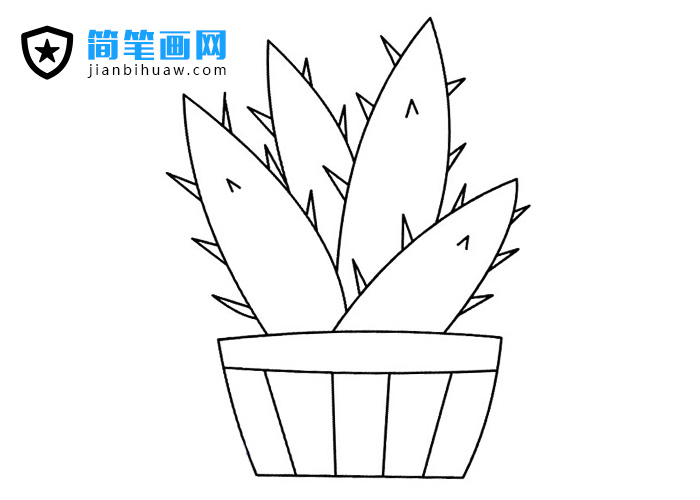 植物蘆薈簡筆畫圖片