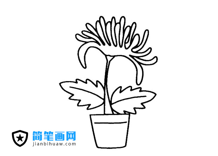 一盆菊花的簡筆畫圖片