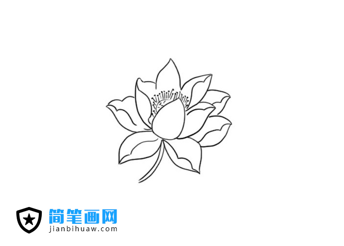 簡單又好看的荷花簡筆畫圖片