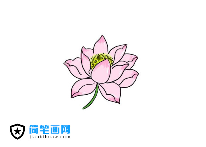 簡單又好看的荷花簡筆畫圖片