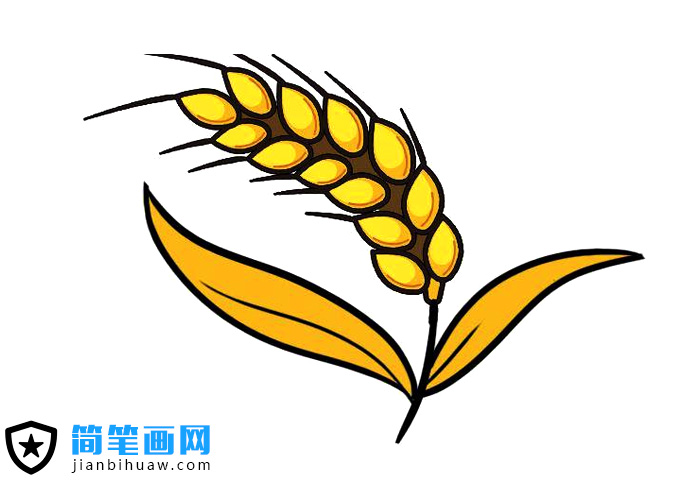 金黃的麥穗簡筆畫圖片
